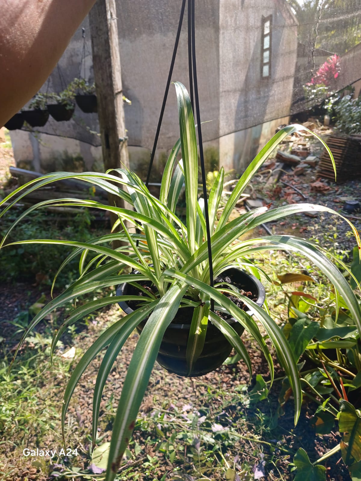 Plantas FAMIGU